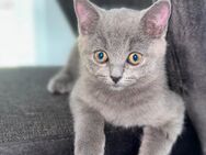 BHK Kitten britisch Kurzhaar Katzen ✅ - Warendorf