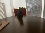 Katze Junge schwarz - Mainz