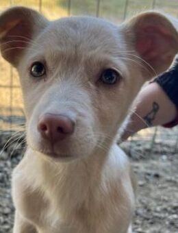 Maelis, geb. ca. 08/2025, GRIECHENLAND - Euskirchen