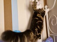 Main Coon Mix Jungkatze - Fischach