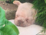 Sportliche Französische Bulldoggen Welpen mit Papiere n - Pulheim