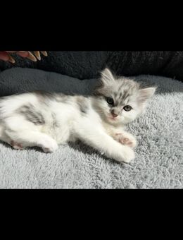 🐾 Süße Kätzchen zu verkaufen 🐾 - Simmozheim