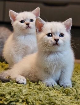 Süße BKH Kitten - Dortmund