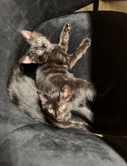 Kitten auzugeben - Wiesbaden