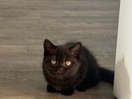 Reinrassige BKH kitten - Düsseldorf