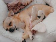 Eine Bezaubernde Chihuahua Lady - Dortmund