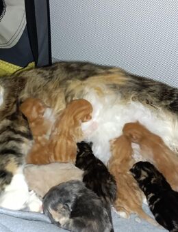 Maine Coon kitten - Dresden