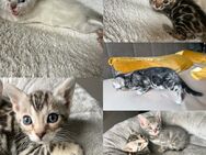 Bengal kitten in tollen Farben mit Stammbaum - Dortmund