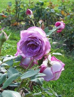 suche Frau 58 - 78 - Dresden