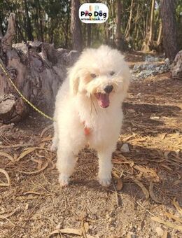 Fénix auf Pflegestelle in Langenbrand - Talkau