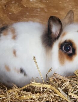 Wunderschöner Löwenköpfchen, Zwerg, Kaninchen Kastrat - Mannheim