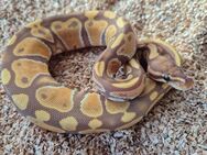 Python regius Weibchen Ultramel / 2024 - Asendorf (Landkreis Diepholz)