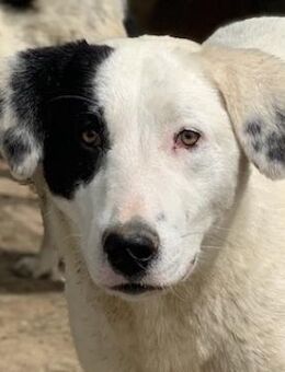 Joy, geb. ca. 06/2023, Griechenland - Markdorf