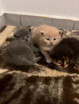 Süße Babykatzen - Herzberg (Harz)