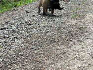 Bulldoggen Welpe mit Ahnentafel - Coburg