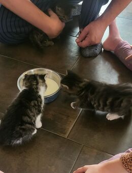 Katzenbabys - Ostrau