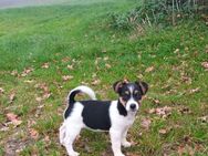 Jack Russel Mix Welpen - Deggendorf