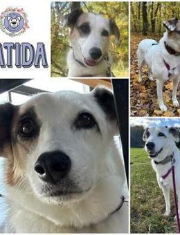 BATIDA * sanfte Seele sucht ihre Familie - Duisburg