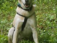 Buddy - Haiterbach