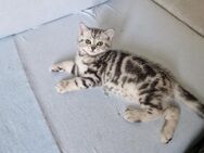 Bkh kitten Abgabebereit - Ludwigsburg