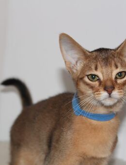 Bezaubernde Abessinier Variant Kitten in wildfarben - Laichingen