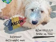 ARCON - bereit für's Hunde-1x1 - Waakirchen