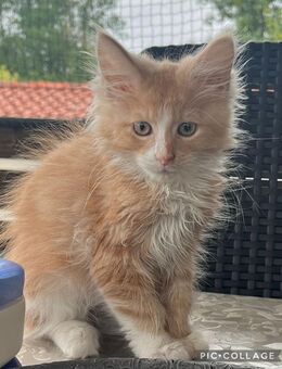 Maine Coon Kater - Herzberg (Harz)