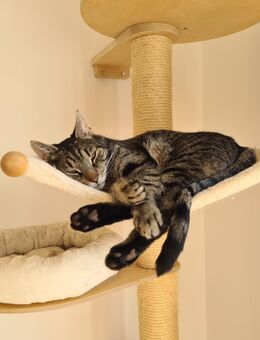 Liebenswerter, sensibler 12-jähriger Kater sucht ruhiges Zuhause - Berlin