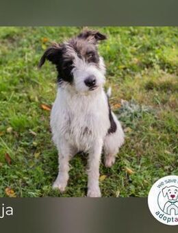 Finja: sucht ein Zuhause - Kirchzell