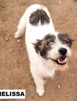 Junghündin Melissa sucht ihre Menschen - Neuhausen (Fildern)