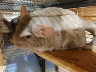 4 Chinchilla Weibchen - Burgkirchen (Alz)