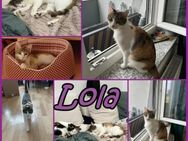 Verschmuste Lola sucht warmes Körbchen - Margetshöchheim