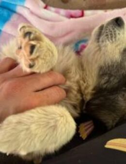 Julie Zuckerschnute - Kallmünz