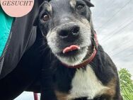 Happy End gesucht für Oldie VINI ❤️ - Saarbrücken