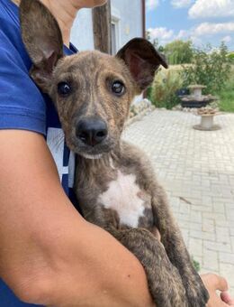 Dobby - bereit fürs Leben - Berlin