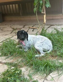 Bamby - will nur Liebe - Grevenbroich