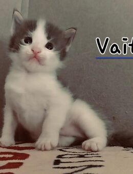 Maine Coon Kitten Jungs mit Stammbaum - Murrhardt