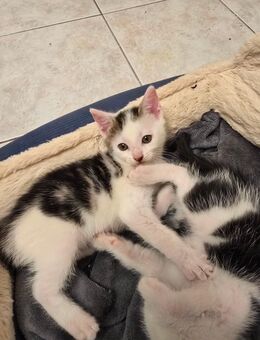 Kitten suchen ein Zuhause - Laage