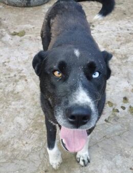 Blue muß aus Rumänien raus - Blankenheim (Nordrhein-Westfalen)