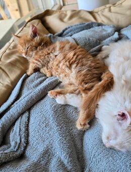 🐾 Maine Coon Kitten suchen ein liebevolles Zuhause 🐾 - Solingen (Klingenstadt)