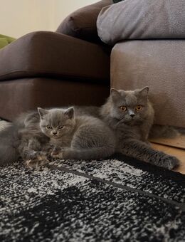 BKH Kitten – 2 Mädchen & 1 Junge, geboren am 15.04. - Hanau (Brüder-Grimm-Stadt)