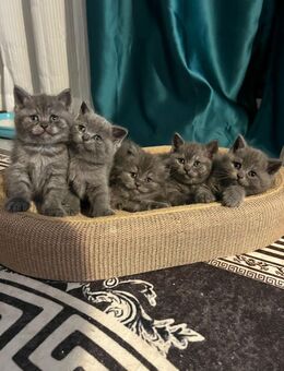 Britische Langhaar- und Kurzhaarbabykatzen zu verkaufen - Berlin