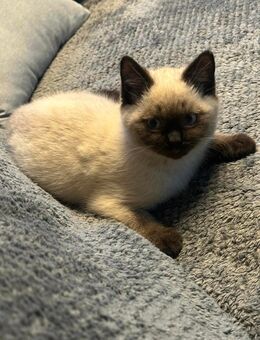 Bkh kitten reinrassig - Rhede