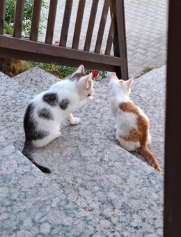 Zwei kleine Kater suchen ein liebevolles zu Hause - Dietersburg