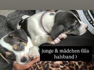 Franz. Bulldogge mischlings Welpen - Weilerswist