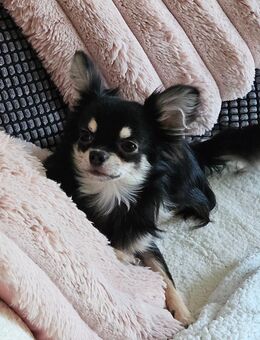 Bildhübscher Chihuahua Rüde 1 Jahr black tricolor - Erfurt