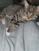 Katzen Mädchen Sucht Ein Zuhause in 46240