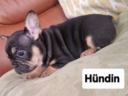 Französische bulldogge Welpen,mit lange und freiatmend Schnauze. - Großenkneten