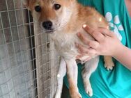 Palinka, schüchterner Shiba Inu Rüde - Remagen
