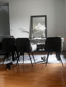 Zuckersüße BKH Kitten abgabebereit - Nürtingen